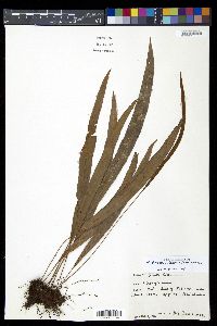 Elaphoglossum dussii image