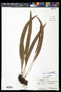 Elaphoglossum dussii image