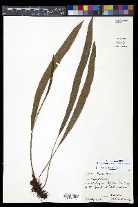 Elaphoglossum dussii image