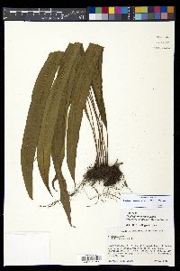 Elaphoglossum dussii image