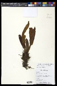Elaphoglossum engelii image