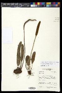 Elaphoglossum engelii image