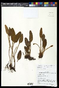 Elaphoglossum engelii image