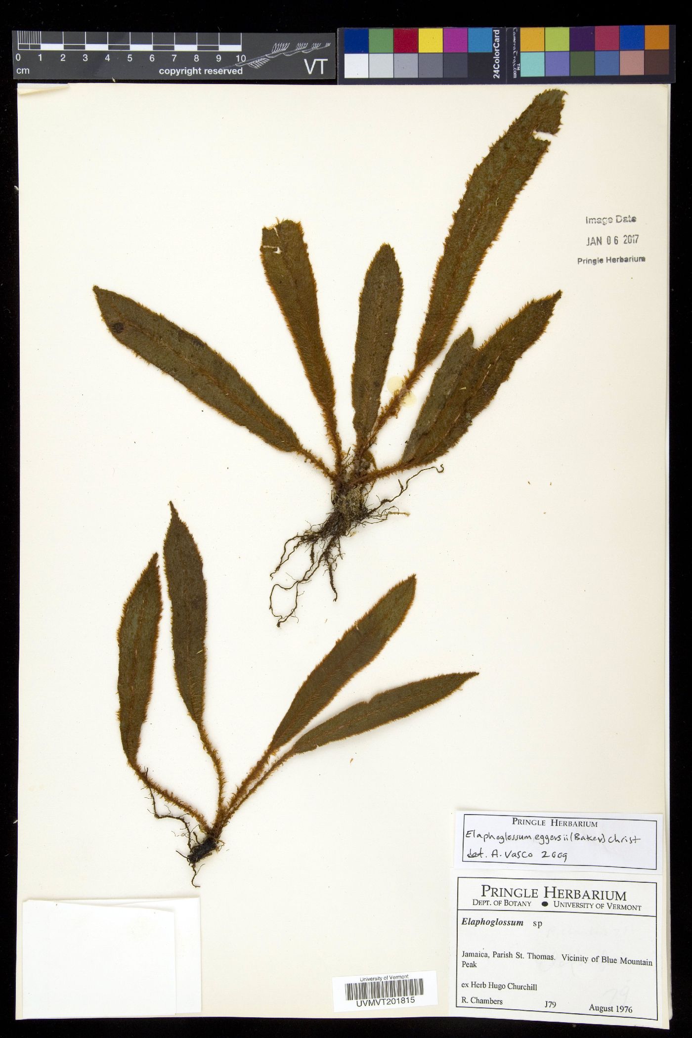Elaphoglossum eggersii image