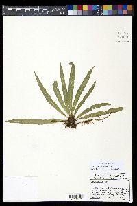 Elaphoglossum eximium image