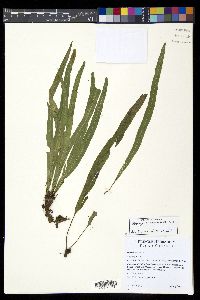 Elaphoglossum eximium image