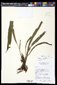 Elaphoglossum eximium image