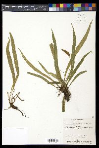 Elaphoglossum eximium image