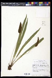 Elaphoglossum eximium image