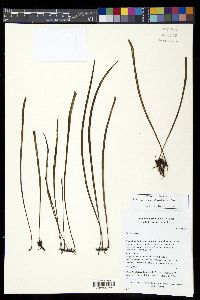 Elaphoglossum glabellum image