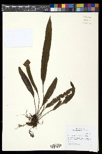 Elaphoglossum furfuraceum image