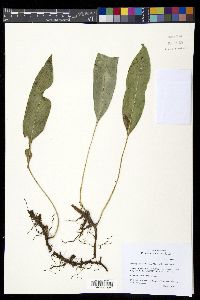 Elaphoglossum hoffmannii image