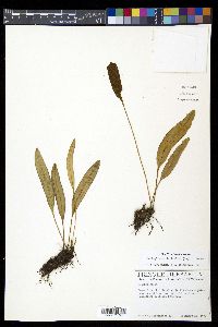 Elaphoglossum latifolium image