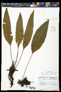 Elaphoglossum latifolium image