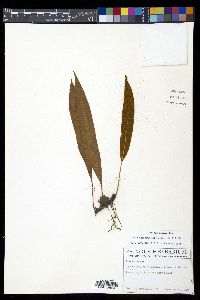 Elaphoglossum latifolium image