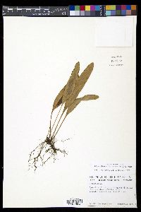 Elaphoglossum latifolium image