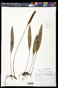 Elaphoglossum latifolium image