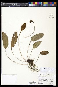 Elaphoglossum lindenii image