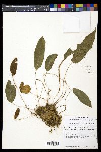 Elaphoglossum lindenii image