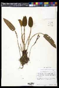 Elaphoglossum lindenii image