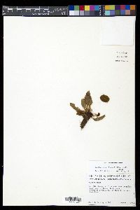 Elaphoglossum lindenii image