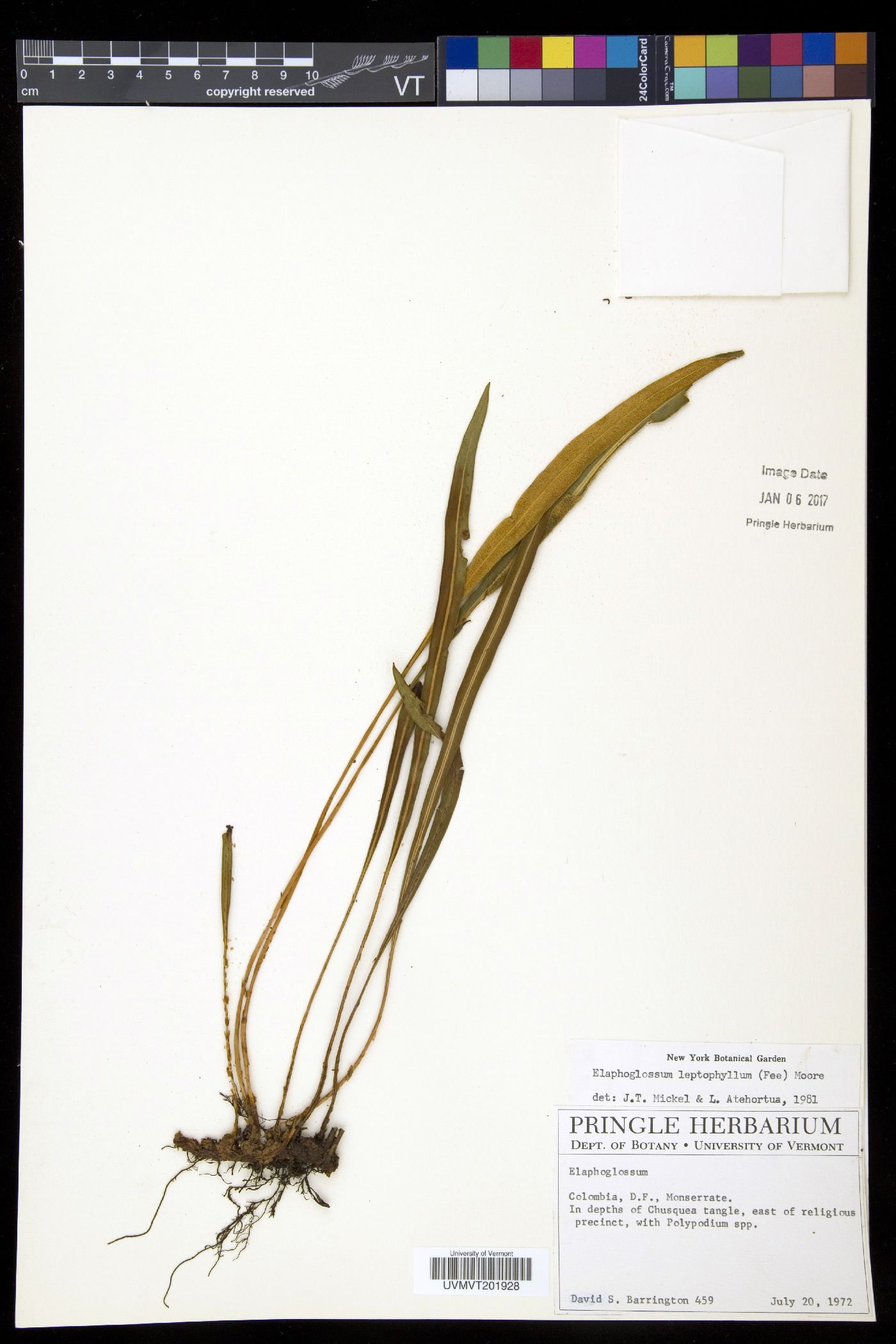 Elaphoglossum gayanum image