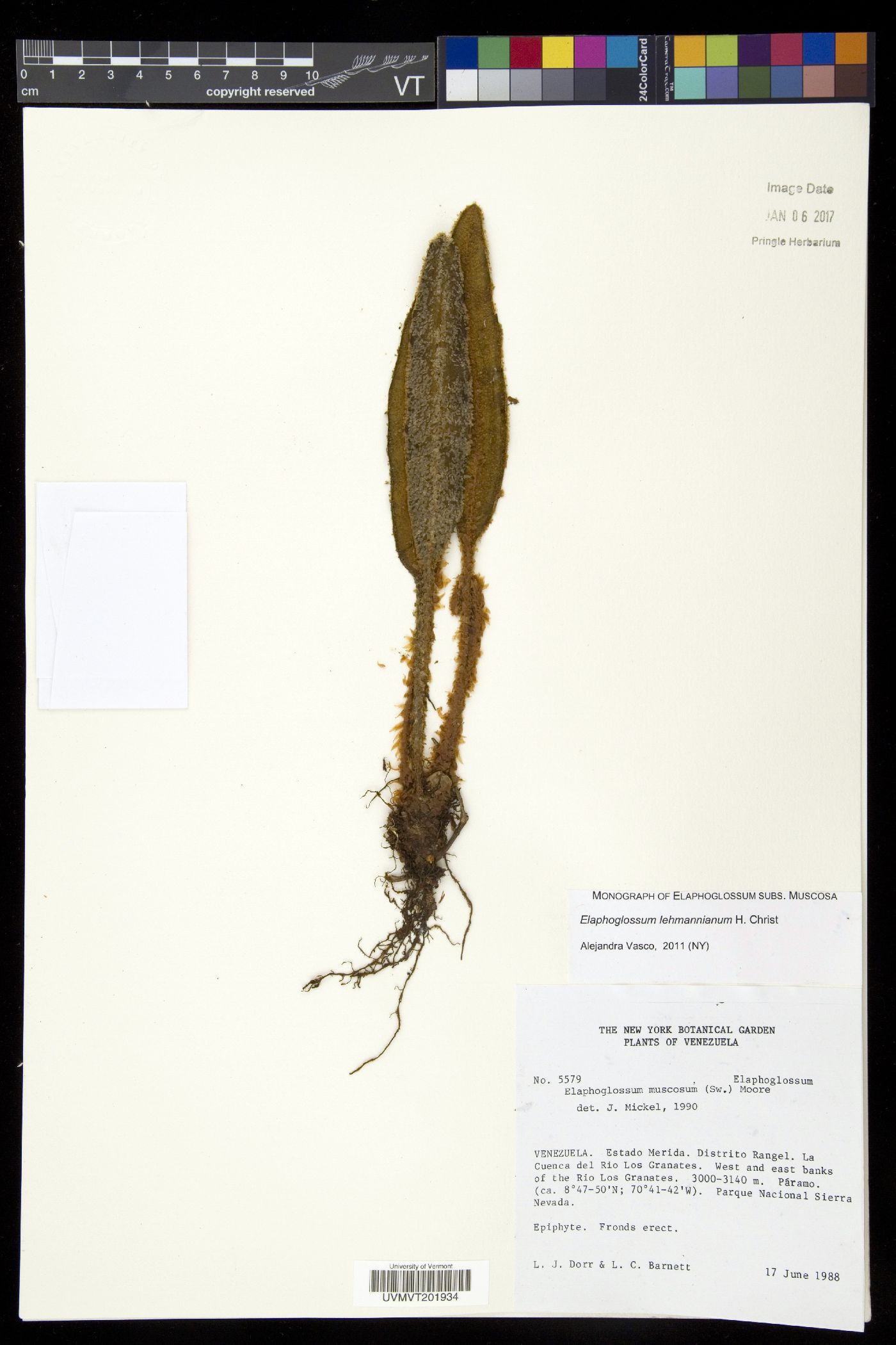 Elaphoglossum lehmannianum image