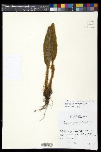 Elaphoglossum lehmannianum image