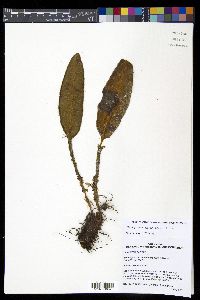 Elaphoglossum lehmannianum image