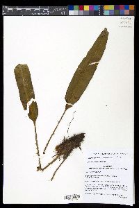 Elaphoglossum lehmannianum image