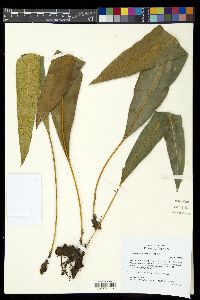 Elaphoglossum leebrowniae image