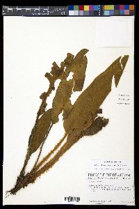 Elaphoglossum lehmannianum image