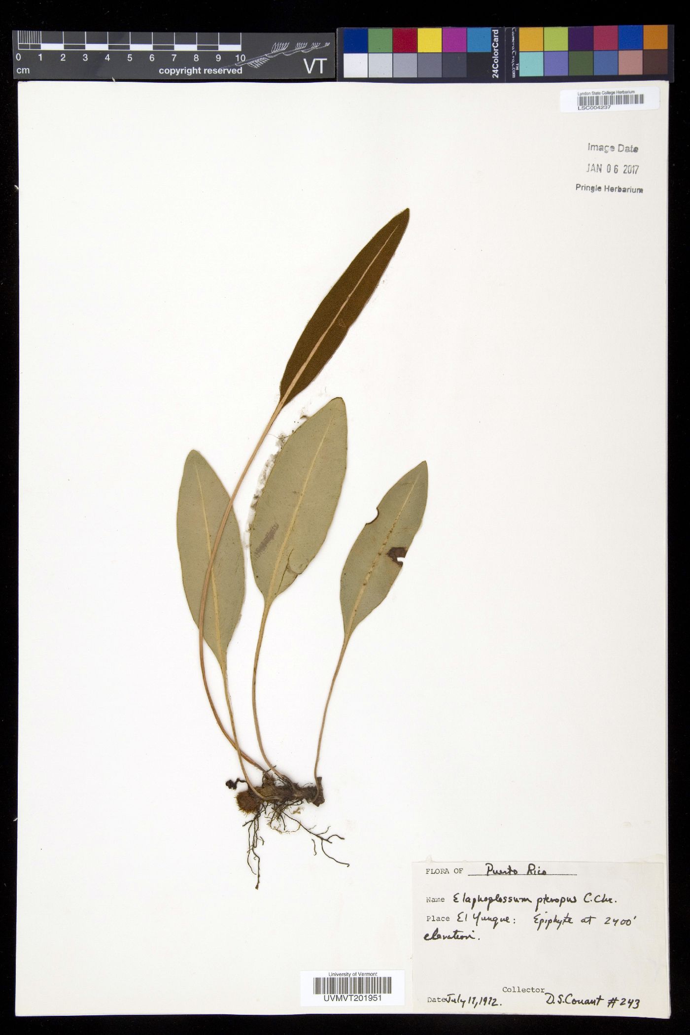 Elaphoglossum maxonii image