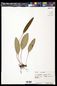 Elaphoglossum maxonii image