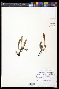 Elaphoglossum mathewsii image