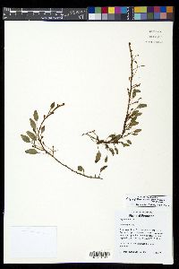 Elaphoglossum ovatum image