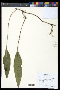 Elaphoglossum seminudum image