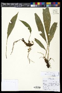 Elaphoglossum sartorii image