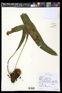 Elaphoglossum sartorii image