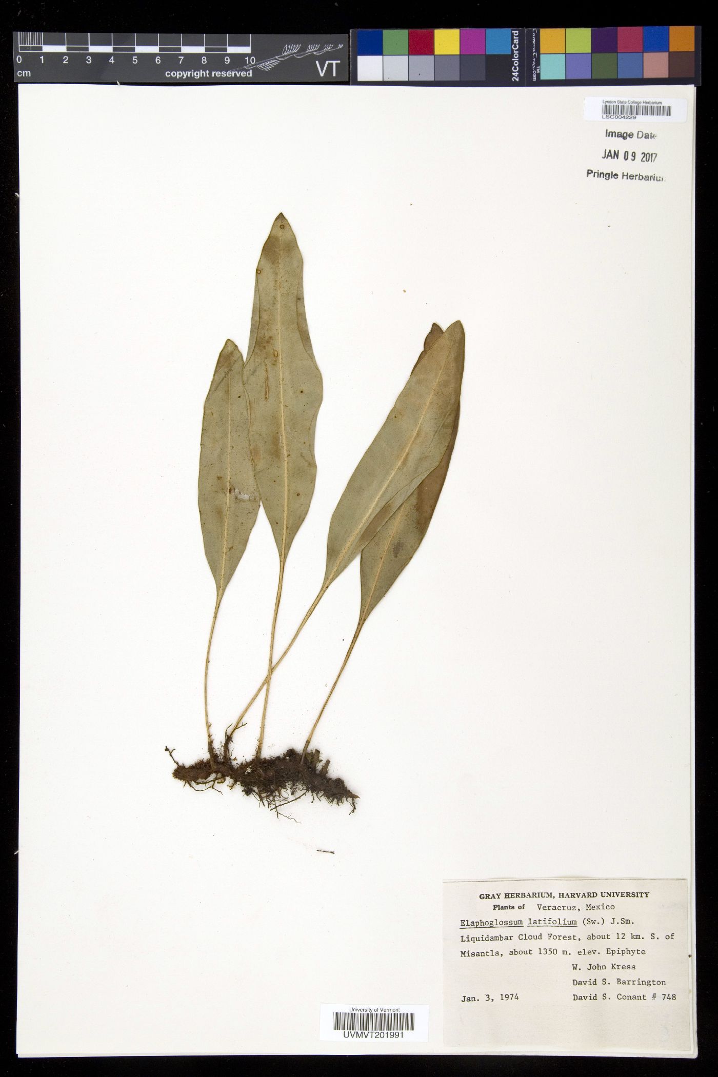 Elaphoglossum latifolium image