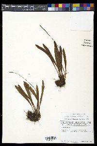 Elaphoglossum affine image