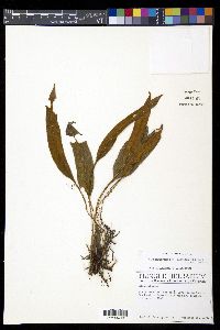 Elaphoglossum vestitum image