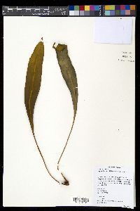 Elaphoglossum callifolium image