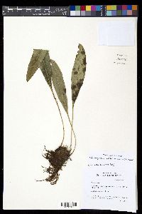 Elaphoglossum callifolium image