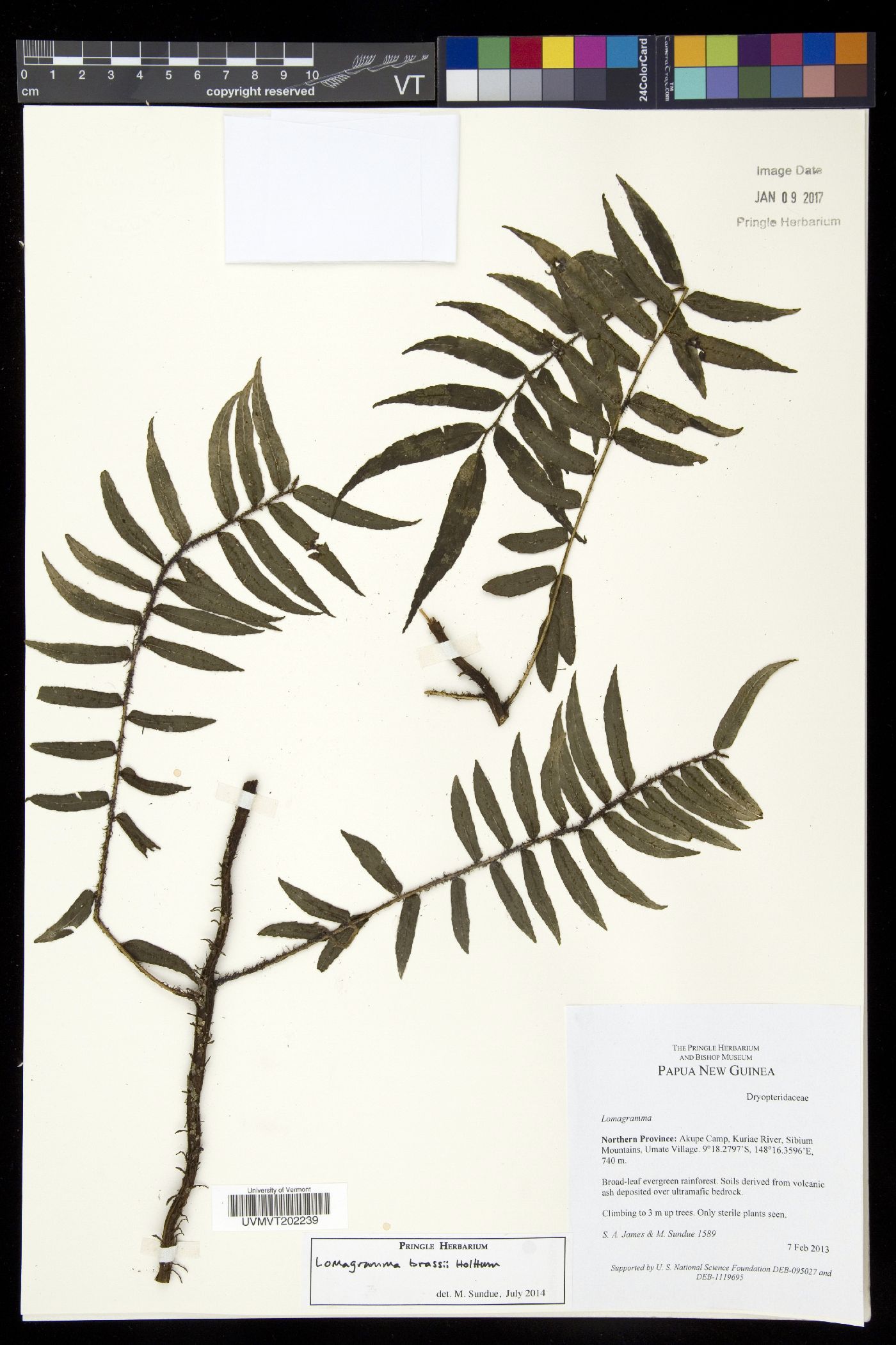 Lomagramma brassii image