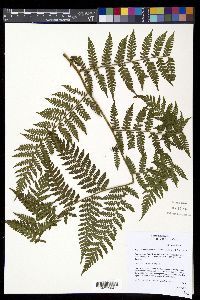 Image of Megalastrum palmense