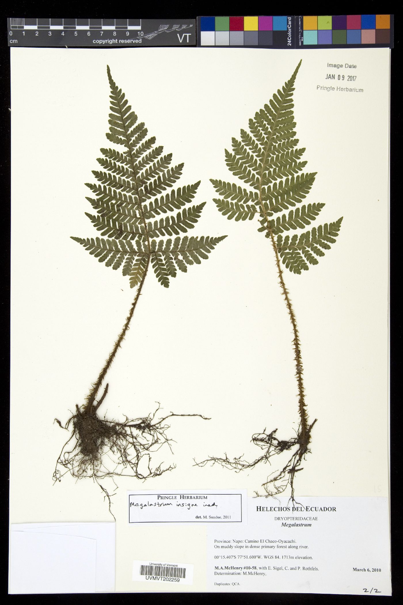 Megalastrum insigne image