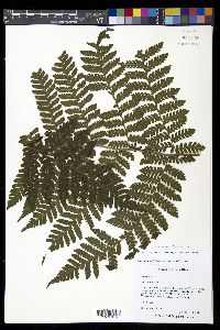 Megalastrum galeottii image