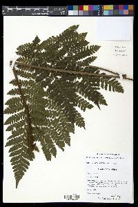 Megalastrum galeottii image