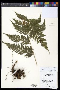 Parapolystichum effusum image